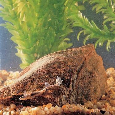 878195 - Dwarf African Frog - Dwarf African Frog (Hymenochirus sp) - Pack of 4