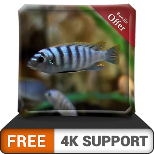 FREE White Fish Aquarium HD - Decorate your room with beautiful Aquarium on your HDR 4K TV, 8K TV and Fire Devices as a wallpaper, Decoration for Christmas Holidays, Theme for Mediation & Peace