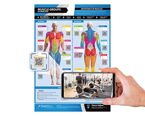 Workout Posters for Home Gym | Muscle Group Gym Poster | Exercise Posters | Laminated Gym or Home Workout Chart | FREE Online Video Training Support | Large Size 33" X 23.5" | Dumbbell Workout Poster
