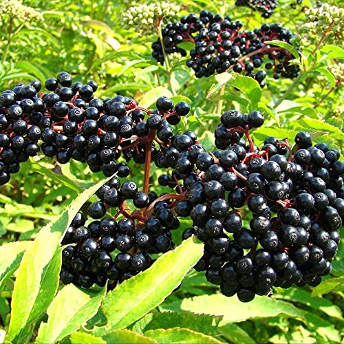 American Elderberry Plant Live - Black Elderberry Bush Live 6-12" Tall