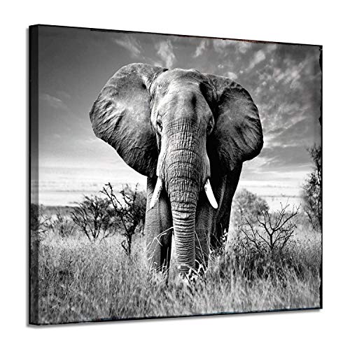 ARTISTIC PATH Canvas Wall Art Elephant Picture: African Animals Graphic Artwork Painting Print for Wall Decor (16" W x 12" H,Multi Size)