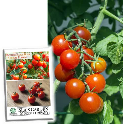 Baxters Early Bush Cherry Tomato Seeds for Planting, 100+ Heirloom Seeds Per Packet, (Isla's Garden Seeds), Non GMO Seeds, Botanical Name: Solanum lycopersicum, Great Home Garden Gift