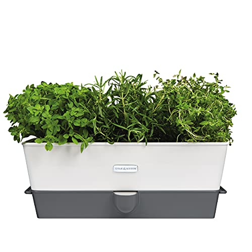 Cole & Mason H105349 Burwell Self-Watering Potted Herb Saver, Windowsill Planter Indoor/Herb Box/Herb Garden, Triple, Suitable for 3 pots (85 mm), Includes 12 x Pads, 2 Year Guarantee