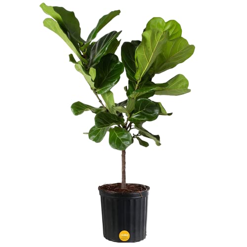 Costa Farms Fiddle Leaf Fig Tree, Live Indoor Floor Plant in Grower Pot, Clean Air Purifying Houseplant in Potting Soil, Boho Decor, Living Room Decor, Housewarming New Home Gift, 3-4 Feet Tall