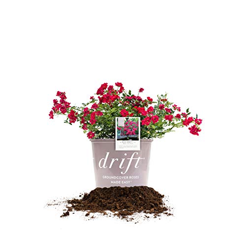 Perfect Plants Red Drift Rose Live Plant, 1 Gallon, Dark Green