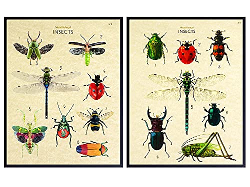 Bee Wall Decor - Dragonfly Wall Art - Ladybug Gifts - Dragonfly Wall Art - Bumblebee, Ladybug Decor - Entomology Vintage Botanical Prints - Insect Wall Decor - Scientific Bug Poster - Beetles