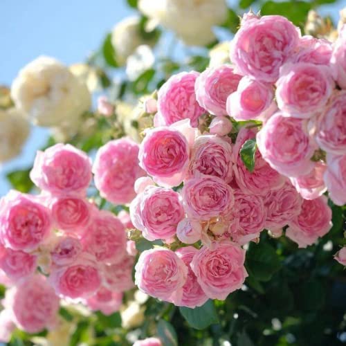 Climbing Rose Plant Live for Planting Outdoors, Pink Climbing Rose Vine 2 Quart Pot to Grow Pots Gifts