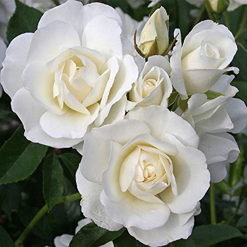 Heirloom Roses Climbing Rose Plant - The Iceberg Rose Bush, Live White Plants for Outdoors, One Gallon Bushes for Planting, Own Root Potted Outdoor Flowers