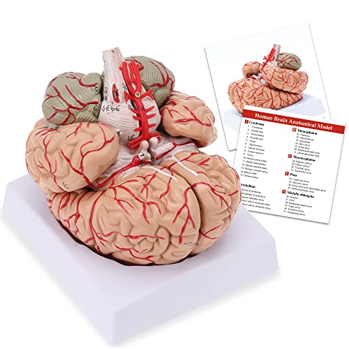 Human Brain Model, Life Size 8-Part Anatomically Accurate Model of Brain, Human Brain Anatomical Display Model for Science Class Study & Learning