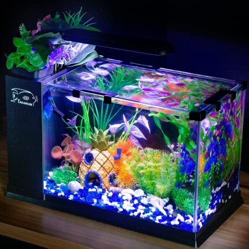 5 Gallon Fish Tank Glass Small Aquarium Starter Kits Self Cleaning with LED Light & Filter for Betta Shrimp Guppy Jellyfish Goldfish Beta,Room Decor Desktop, Gifts