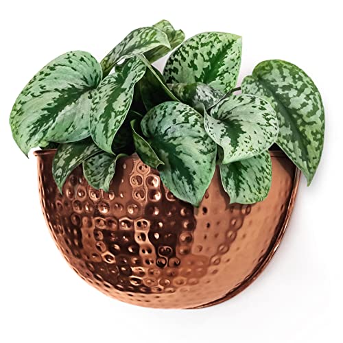 Allegorie Metal Wall Planter | Indoor or Outdoor Hanging Plant Pot | Farmhouse Decor & Boho Kitchen Decoration for Herbs & Succulents and Living Wall 12x7 (Copper)