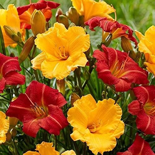 Daylily Mix Value Bag (6 Roots Per Package)