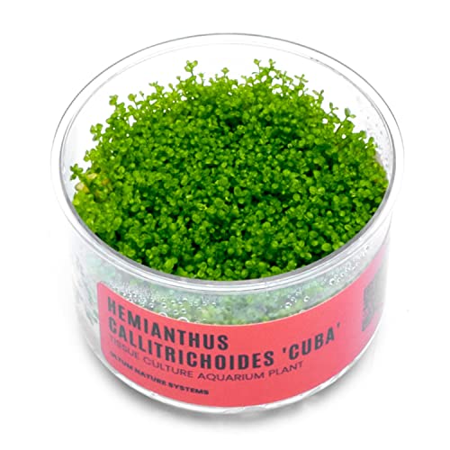 Ultum Nature Systems Dwarf Baby Tears Hemianthus Callitrichoides Cuba Tissue Culture Live Plant for Aquarium, Aquascape, Planted Freshwater Fish Tanks - 100% Snail Free in Vitro