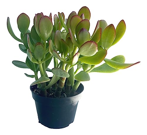 The Waterspout | Crassula Ovata ’Extra Large’ 12” Tall Green Jade Plant in 4" Pot w/Soil | Great Home Decor Succulent Collection Office Party Wedding Gift Drought Tolerant